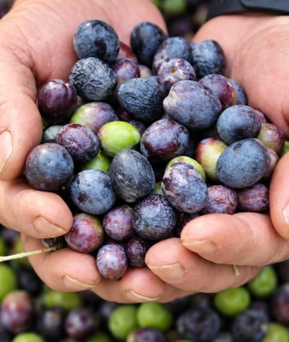 Zeytinde şaşırtan fiyat farkı; Gemlik'te 50, Artvin'de 500 TL!