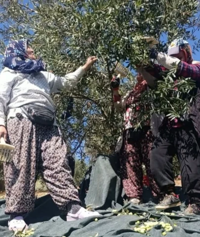 Sofralık zeytinin başkentinde fiyat isyanı: Üreticiler hasadı durdurdu!