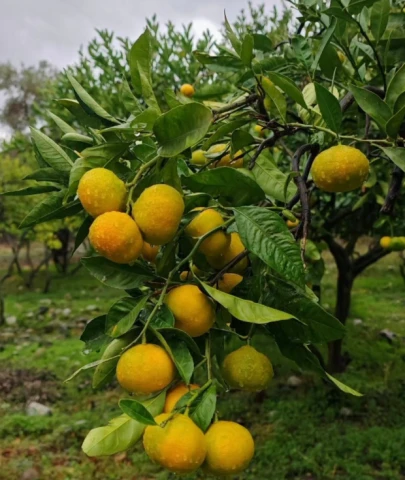 Mandalina dalda mı kalacak; tarlada fiyat dibe vurdu, markette 35 TL