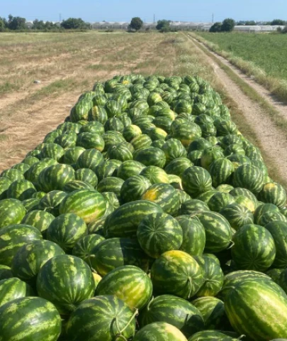 İran karpuzu gelmeyebilir: Türk çiftçisinin karpuz umudunda “kabak aşısı” çekincesi