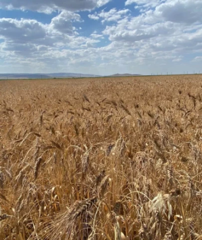 Gıda fiyatlarında savaş etkisi; Küresel gıda fiyatları 5 ay sonra yükselişe geçti