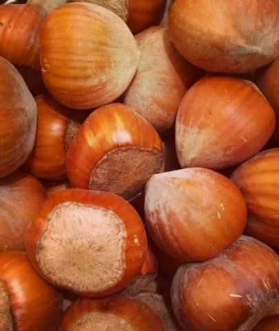 Fındık ihracatında büyük kayıp; Türk fındığı eriyor!