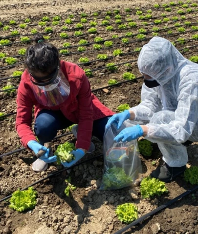 Pestisite çözüm bulundu mu; Bilim insanları yıkama solüsyonu geliştirdi