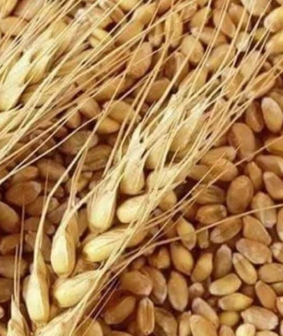 Buğday alım fiyatı ne kadar olacak; Sezonun ilk buğdayı kaça satıldı?