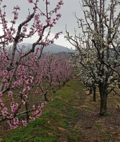 Şeftali satılamadı; 420 bin şeftali ağacı kesilecek