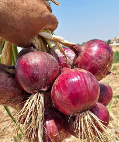 Soğan neden pahalı; soğan ithalatı çözüm olur mu?