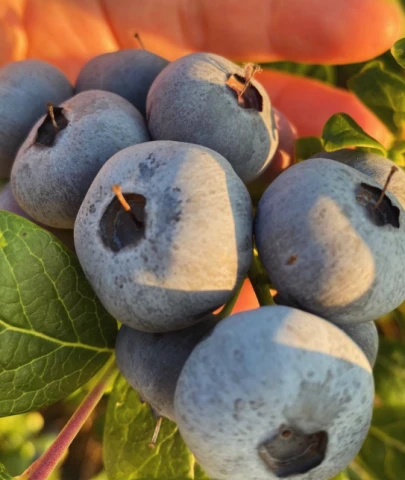 Blueberry kârlı bir yatırım mı; yoksa riskli bir girişim mi?