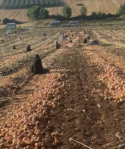 Soğan tarlada 32 lira; "Soğan para etmezse tarlalar elden gidiyor"