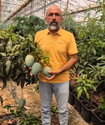 İthal mangoda “yerli” oyunu: “Mısır mangosunu 5 kat pahalıya satıyorlar”