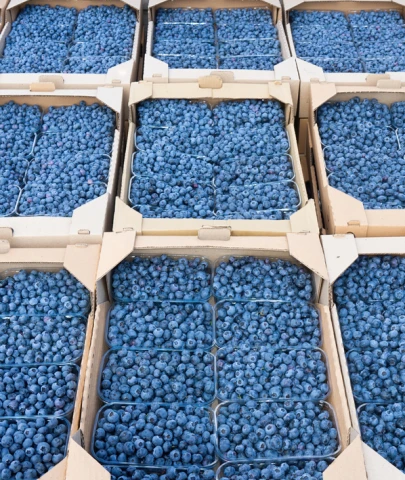'Mavi Altın'da bile fiyat krizi; Blueberry üreticileri maliyeti kurtarma derdine düştü!