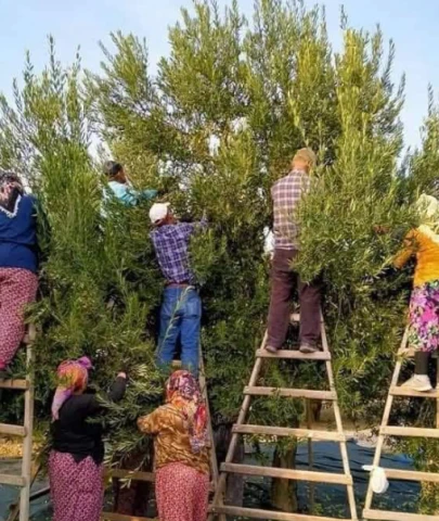 Tarlada kilosu 10 liraya düştü, toplaması 20 lira: Zeytinden kriz sesleri