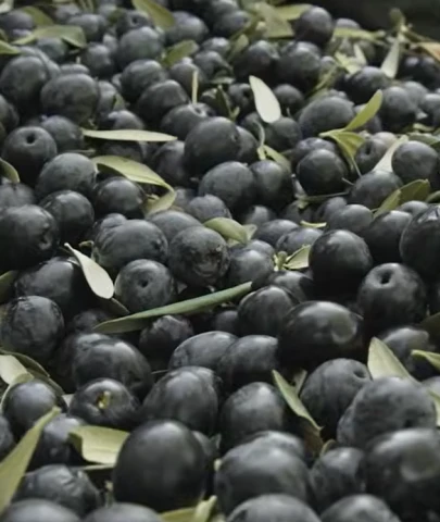 Zeytin sezonu 30 lirayla başladı; Üretici endişeli