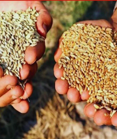 Çiftçiye yüzde 50 hibeli tohum desteği: Başvurusu açık iller hangileri?