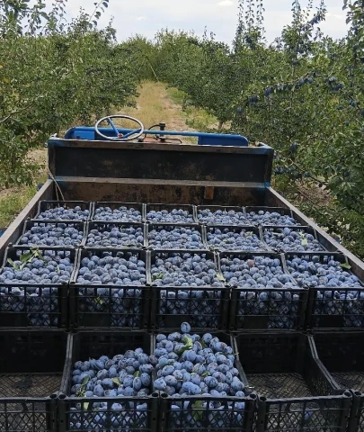 Çiftçinin isyanı: 3 kilo erik 1 ekmek alıyor