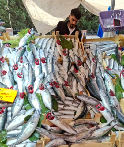 Palamut avı durduruluyor mu; Balıkçılar avlanmayı bırakmak istiyor