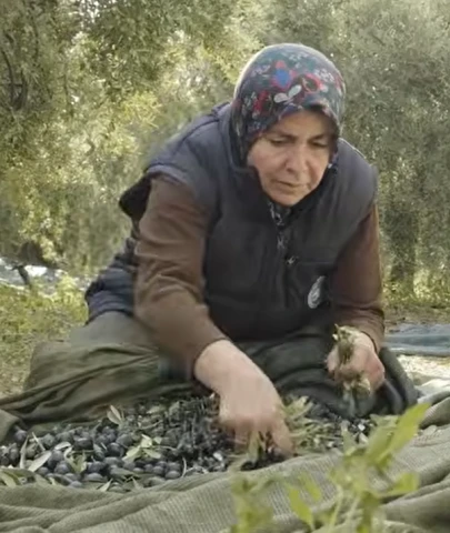 Çiftçiye uyarı; Zeytinini vermeyen ortaklıktan atılır!