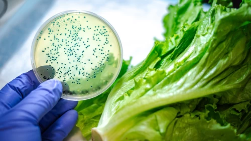 Restoran ve marketlerdeki salatalarda ölümcül bakteri "E. coli" saptandı