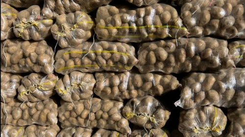 Patates tarlada 5 markette 25 lira