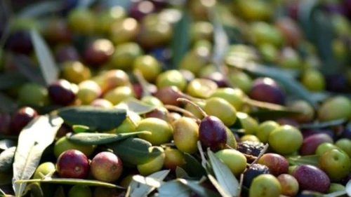Marmarabirlik zeytin alım fiyatlarını açıkladı, üretici fiyattan memnun olmadı