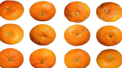 Mandalina kabuklarından biyobozunur yara örtüsü ve antibakteriyel gıda ambalajı