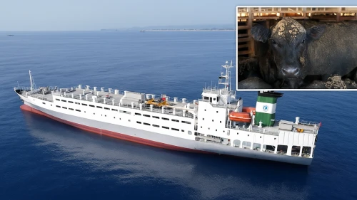 Uruguay’dan 7 bin inek daha geliyor.. Gemi varış noktasına yaklaştı!