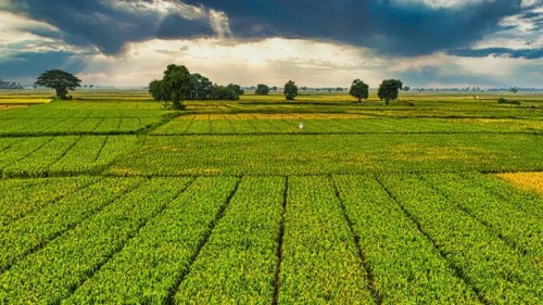 Çiftçilere 1 milyar TL’yi aşan tarımsal destek ödemesi yapılacak
