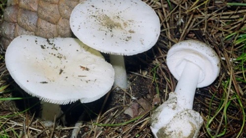 İstanbul'da 1 ayda 60 kişi mantardan zehirlendi: Uzmanından kritik uyarılar!