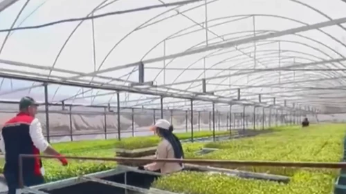 Yüzbinlerce kapya biber fidesi böyle imha edildi