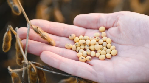 Avrupa'da GDO açılımı.. Genetiği değiştirilmiş soya gıda olarak tüketilecek!