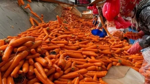 Havuçta 'yasaklı zehir' saptandı.. AB sınırda reddetti