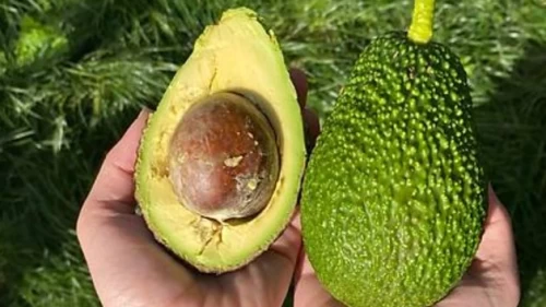 Avrupa'da avokado alarmı: Avokadolarda kanserojen ağır metal çıktı!