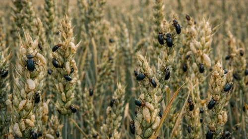 Böcekler daha aktif yaşıyor, buğdayda hasar artacak