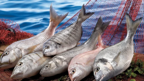 Levrek ve çipuradan 1,2 milyar dolar