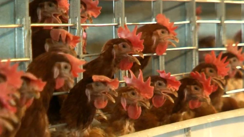 Bakanlık tavukların alanını daralttı.. Tavuklar daha küçük alanda yumurtlayacak