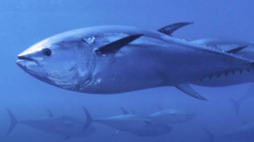 Dünyanın en pahalı balığı; rekor fiyata satıldı