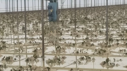 Antalya'da tarım alanlarını sel vurdu!