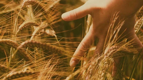 Ata tohumu Ahmet buğdayı verim testini başarıyla geçti