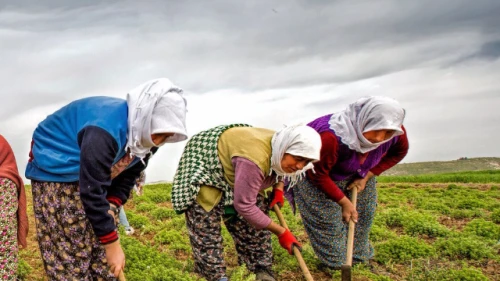 Türkiye'de 66 yıllık yağış rekoru: Tarımsal üretime etkisi ne olacak?