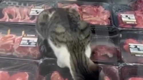 Et reyonundaki kedi için Migros'a 52 bin TL ceza
