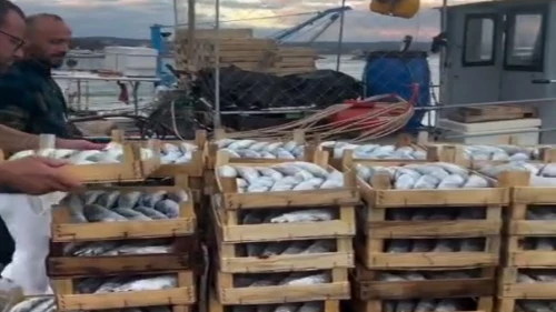 İstanbul Şile'de palamut 50 TL