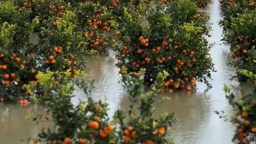 Çukurova'da erkenci karpuzu ve narenciyeyi sel vudu