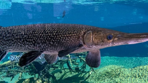 Timsah balığının yumurtası 11 kişiyi hastanelik etti