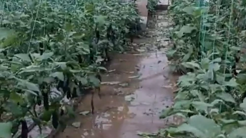 Seraları yine sel vurdu; çilekler, domatesler zayi oldu