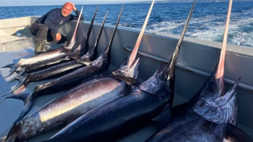 Balık stokları tükendi: “Balığın sonu” alarmı