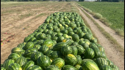 İran karpuzu gelmeyebilir: Türk çiftçisinin karpuz umudunda “kabak aşısı” çekincesi