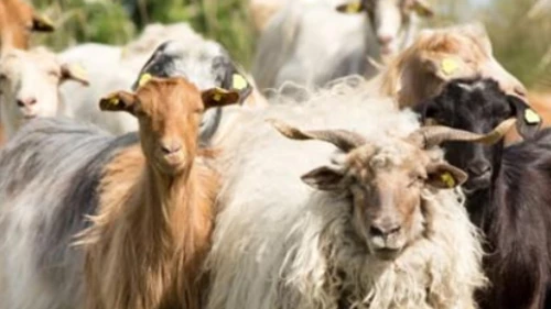 Hayvancılık destek başvuruları başlıyor! Üreticilere kritik çağrı