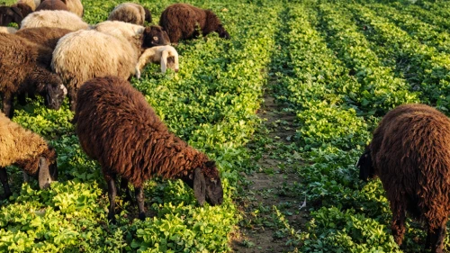 Marulları satamayınca koyunlara yedirdi