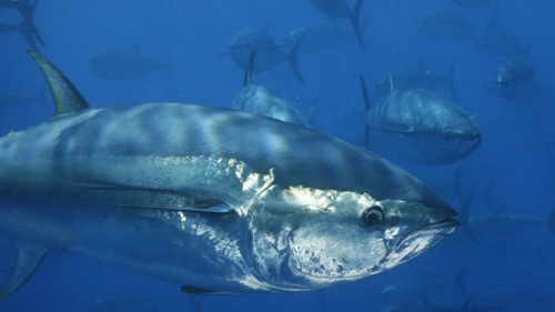 İhracatta suşi bereketi; Japonlar Türk orkinosuna yöneldi