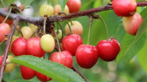 Kiraz geri döndü; rekor üretim bekleniyor