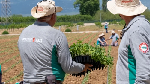 HEKTAŞ biyostimülant ve tohumla büyüyecek